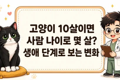고양이 10살이면 사람 나이로 몇 살? 생애 단계로 보는 변화