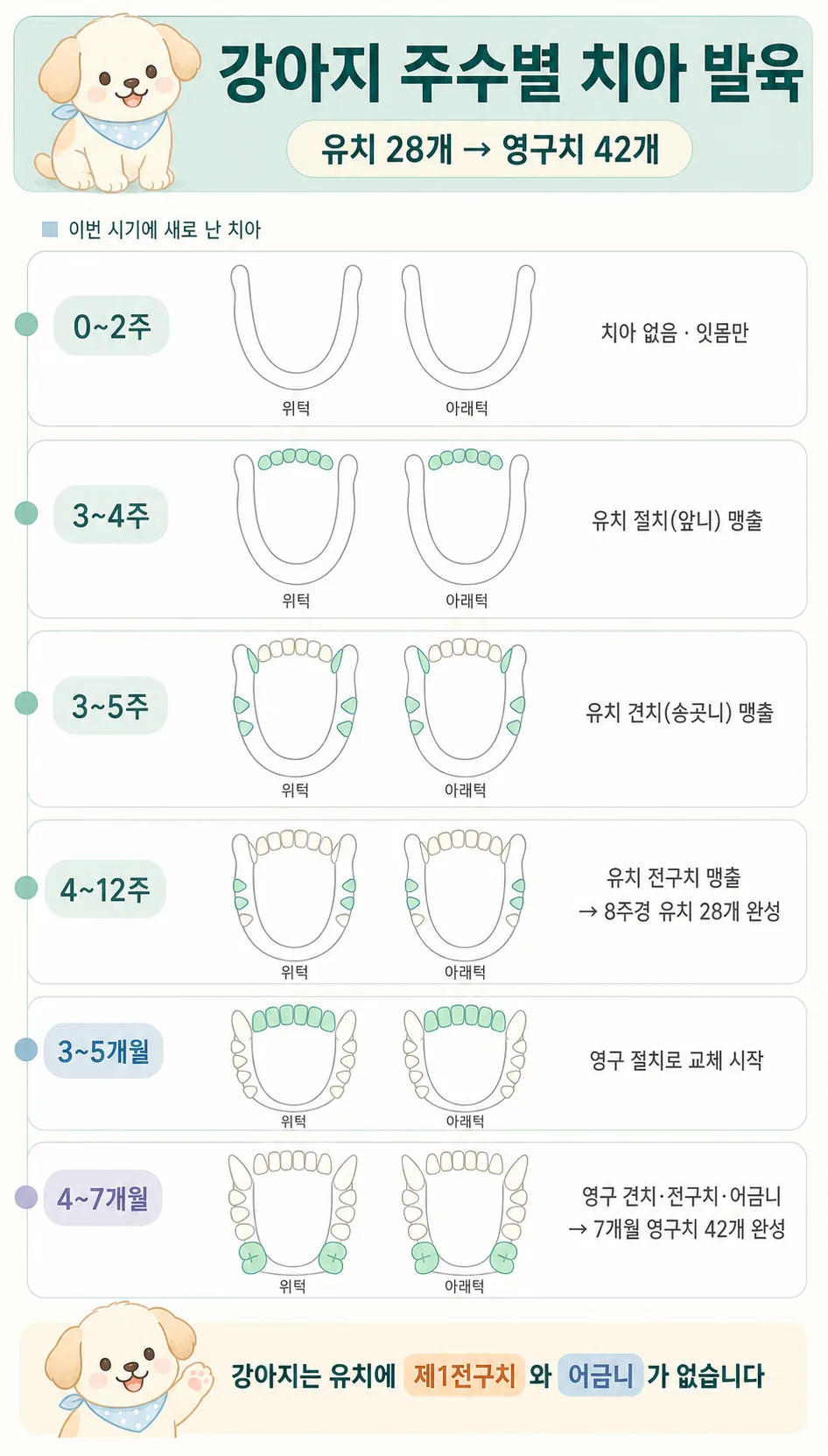 주수별 강아지 유치 맹출과 영구치 교체 시기를 정리한 치아 발육 인포그래픽