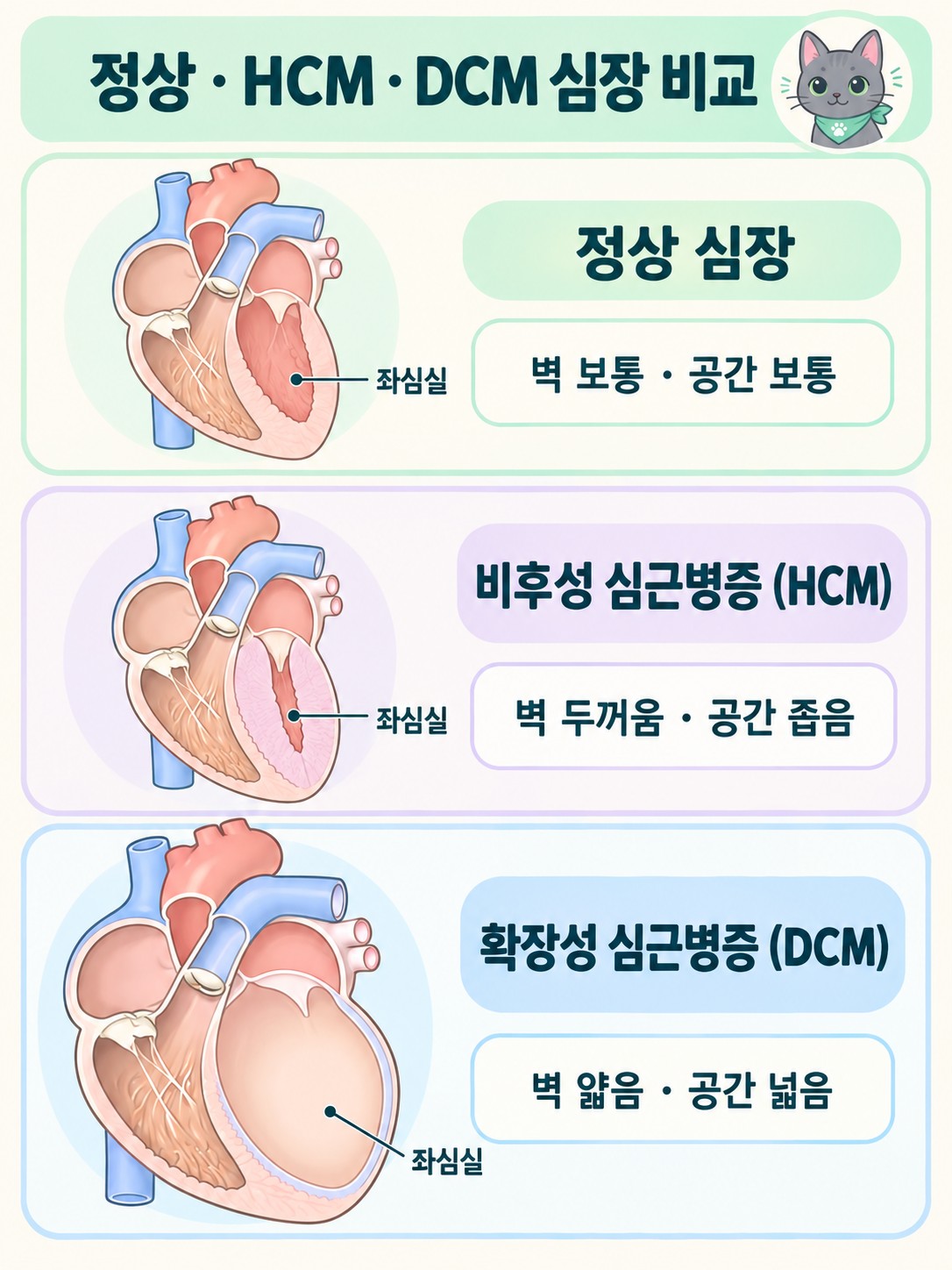 정상 고양이 심장, 비후성 심근병증(HCM), 확장성 심근병증(DCM)의 좌심실 벽 두께와 내강 크기를 비교한 단면 도해