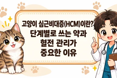 고양이 심근비대증(HCM)이란? 단계별로 쓰는 약과 혈전 관리가 중요한 이유