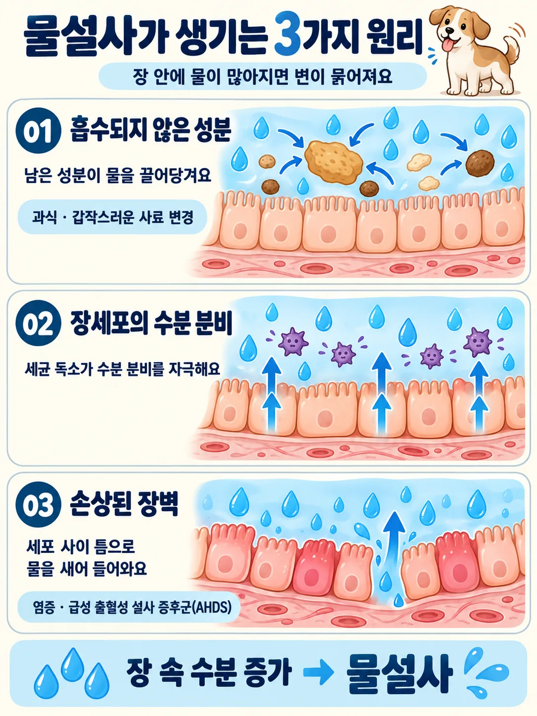 강아지 물설사가 생기는 3가지 원리 인포그래픽 — 흡수되지 않은 성분, 장 세포의 수분 분비, 손상된 장벽
